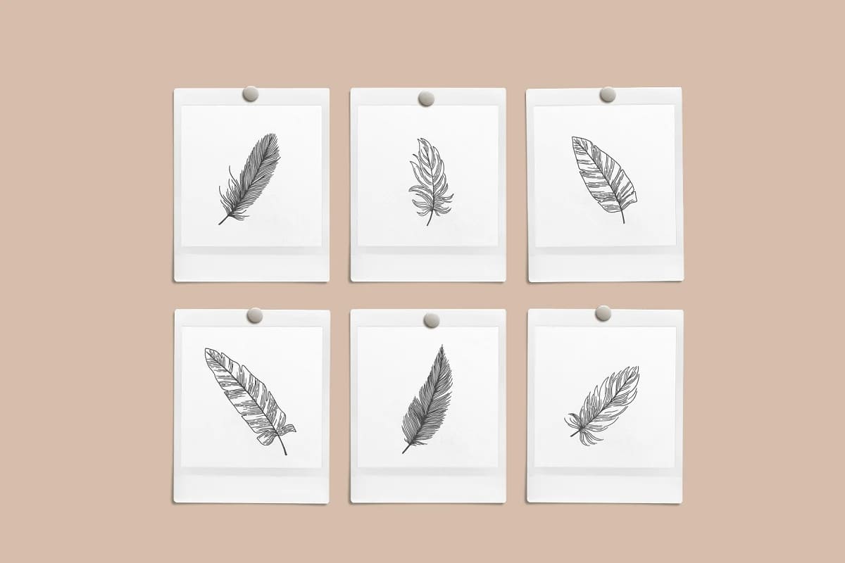 feather hand drawn illustrations.