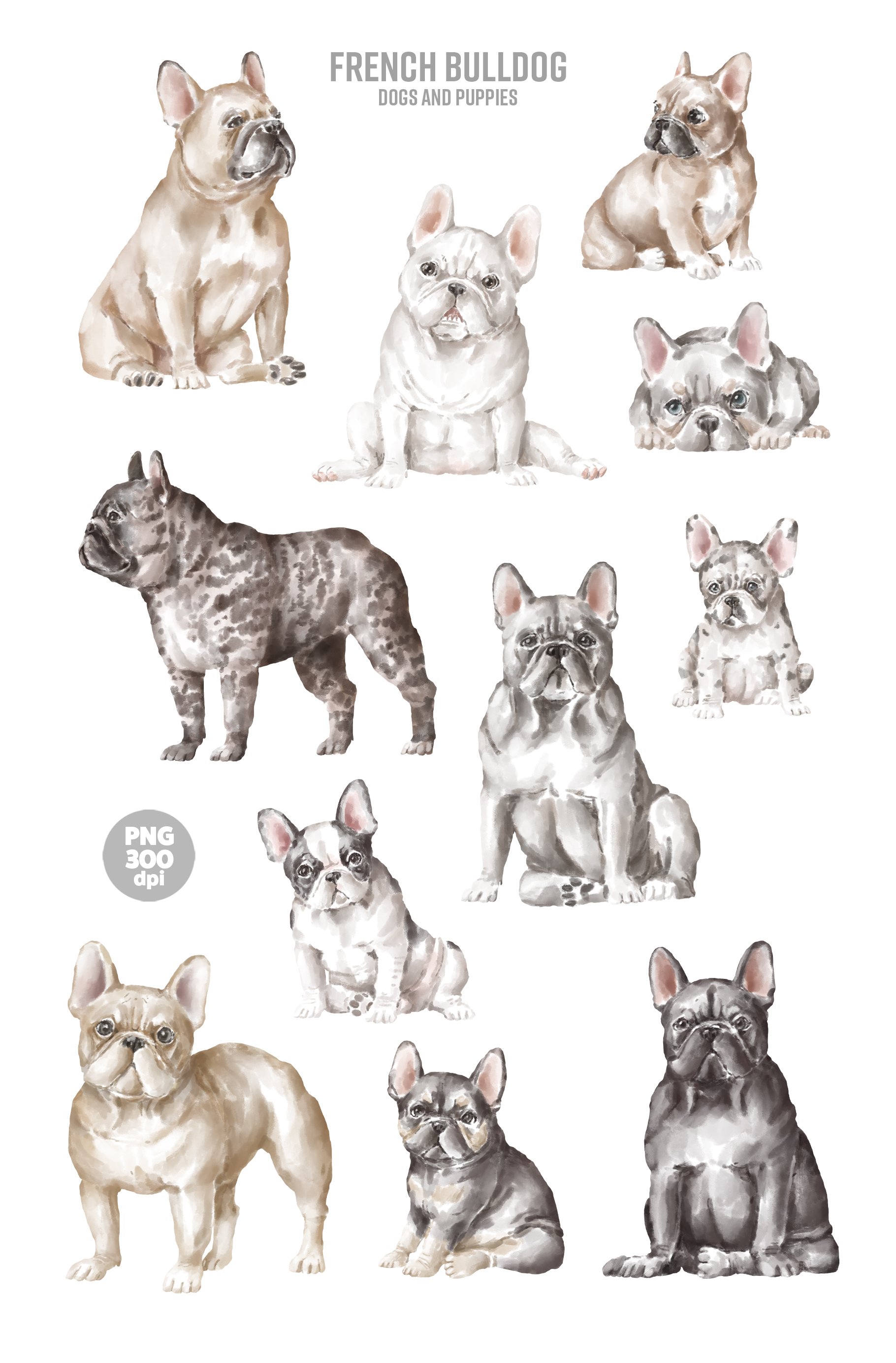french bulldog clipart png.