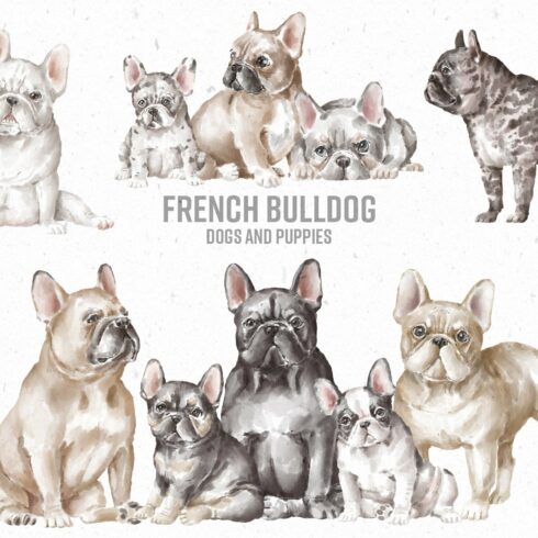 French Bulldog Clipart | MasterBundles