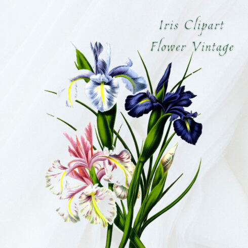 English Iris Clipart Flower Vintage cover image.