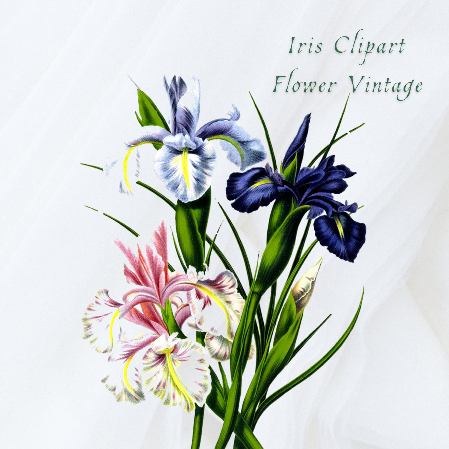 English Iris Clipart Flower Vintage cover image.