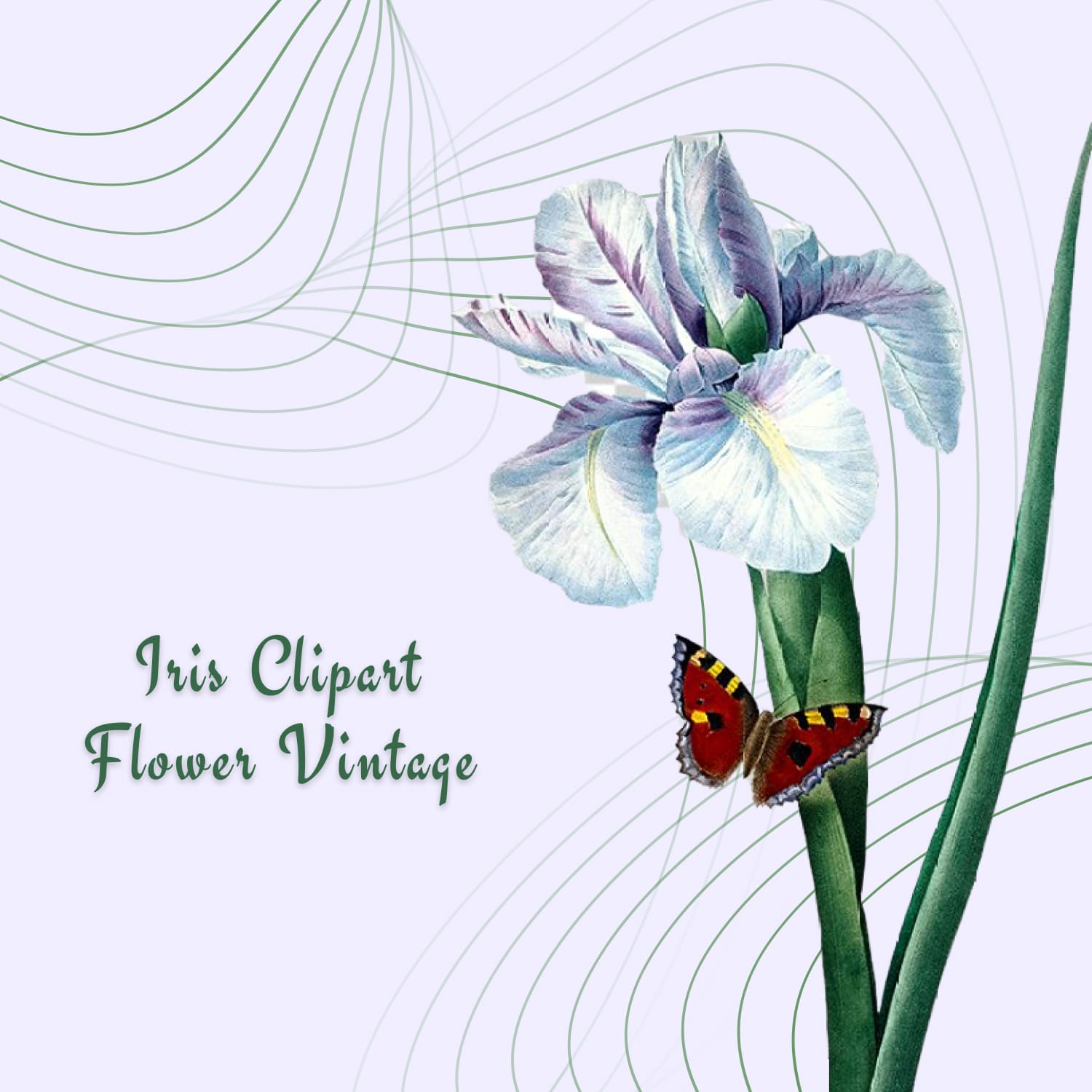 Iris Clipart Flower Vintage Watercolor Design cover image.