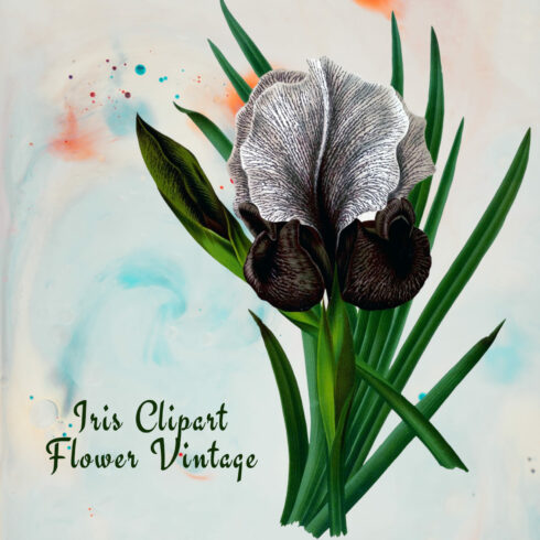 Iris Clipart Flower Mourning Vintage cover image.