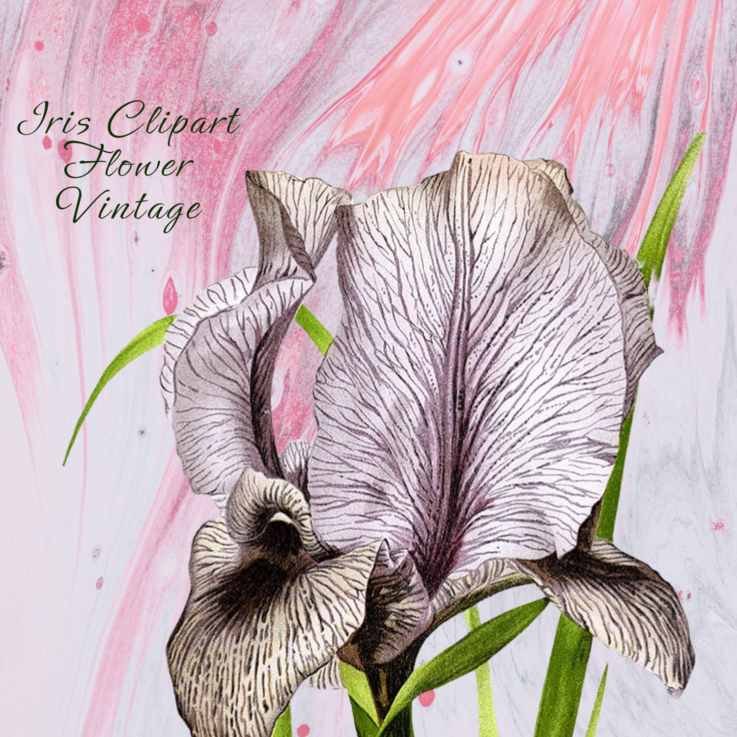 Iris Clipart Flower Oncocyclus Vintage cover image.
