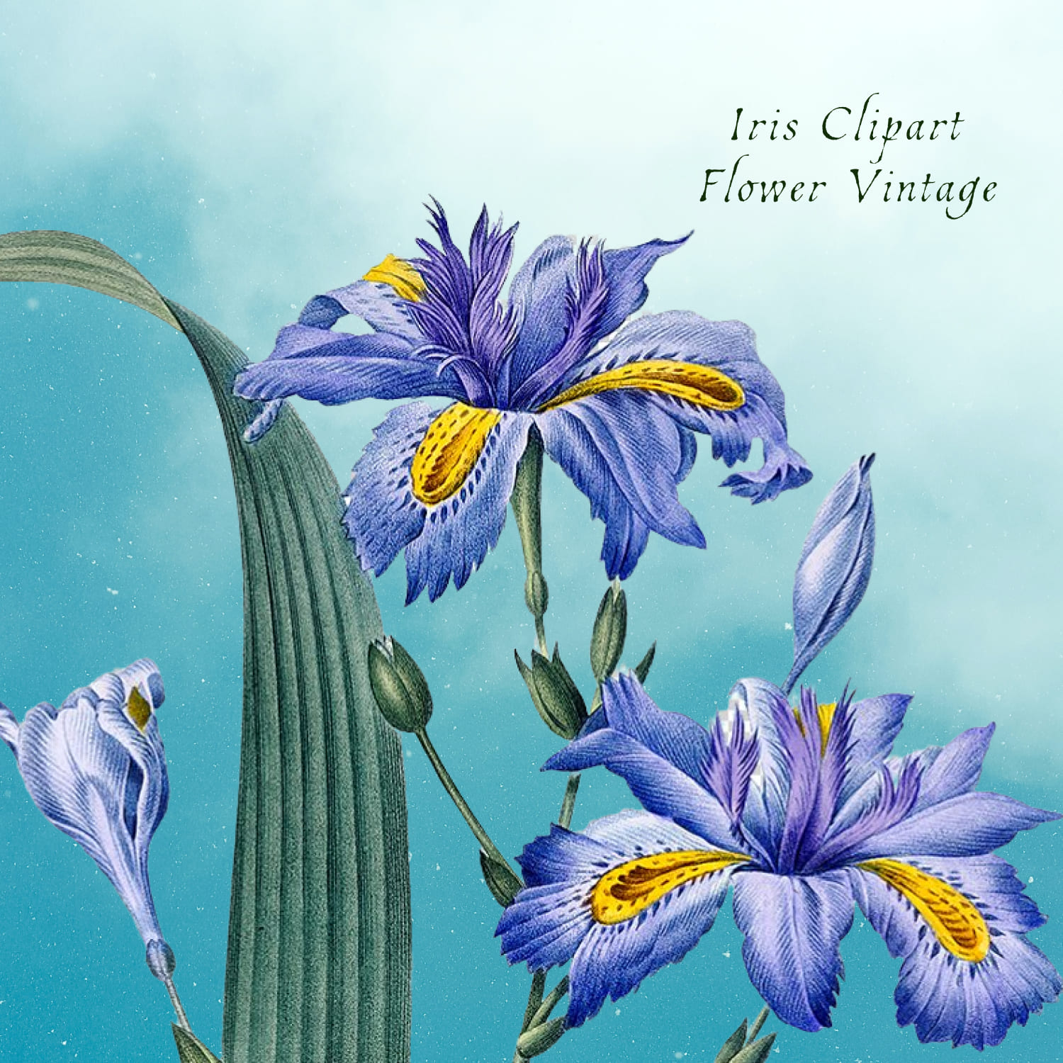 Iris Clipart Flower Vintage Blue Purple cover image.