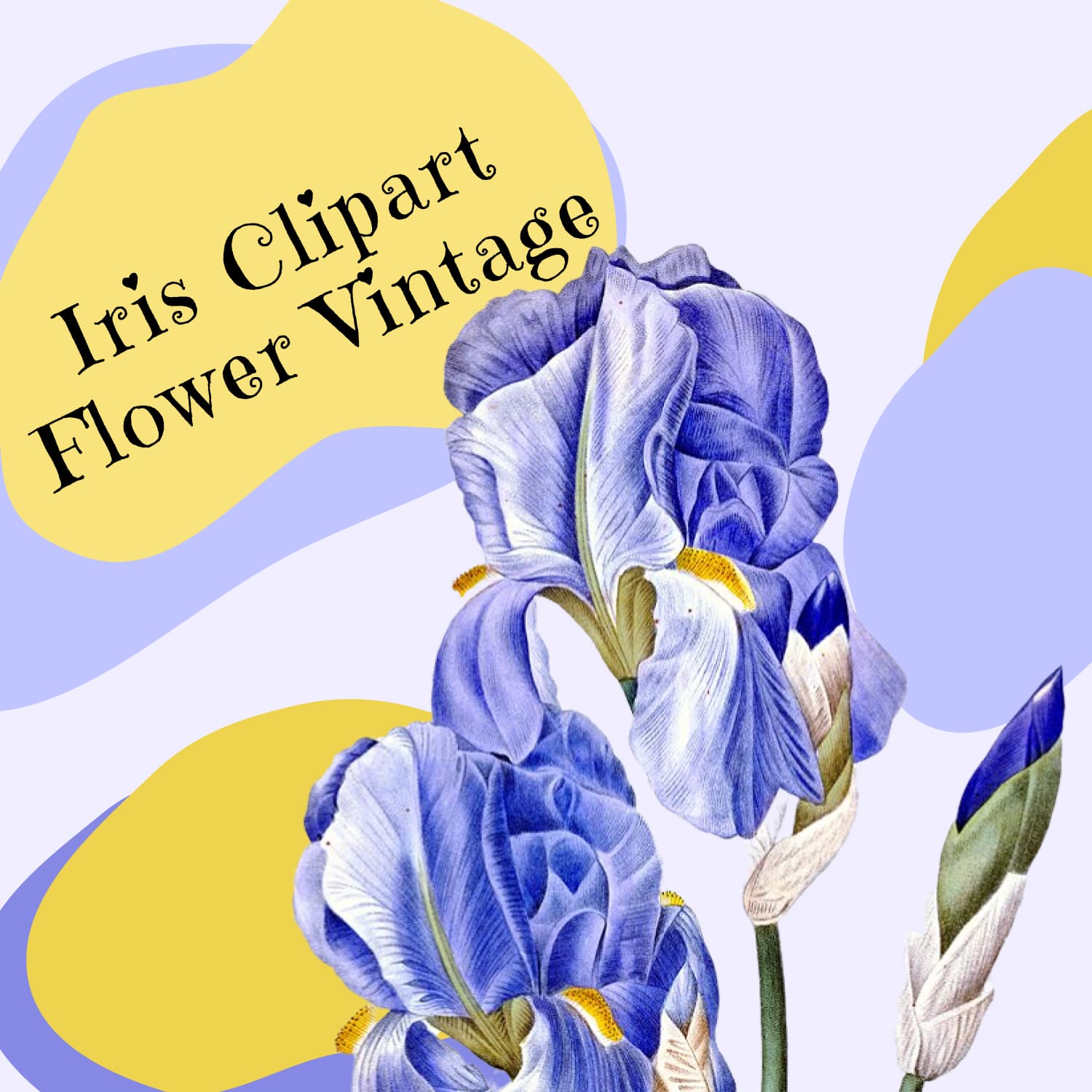 Iris Clipart Flower Vintage cover image.