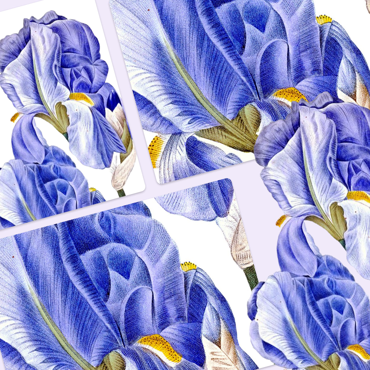 iris clipart flower vintage hand crafted design.