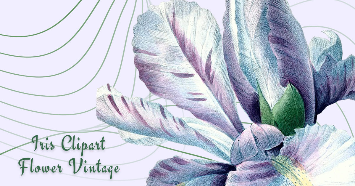 iris clipart flower vintage for your ideas.