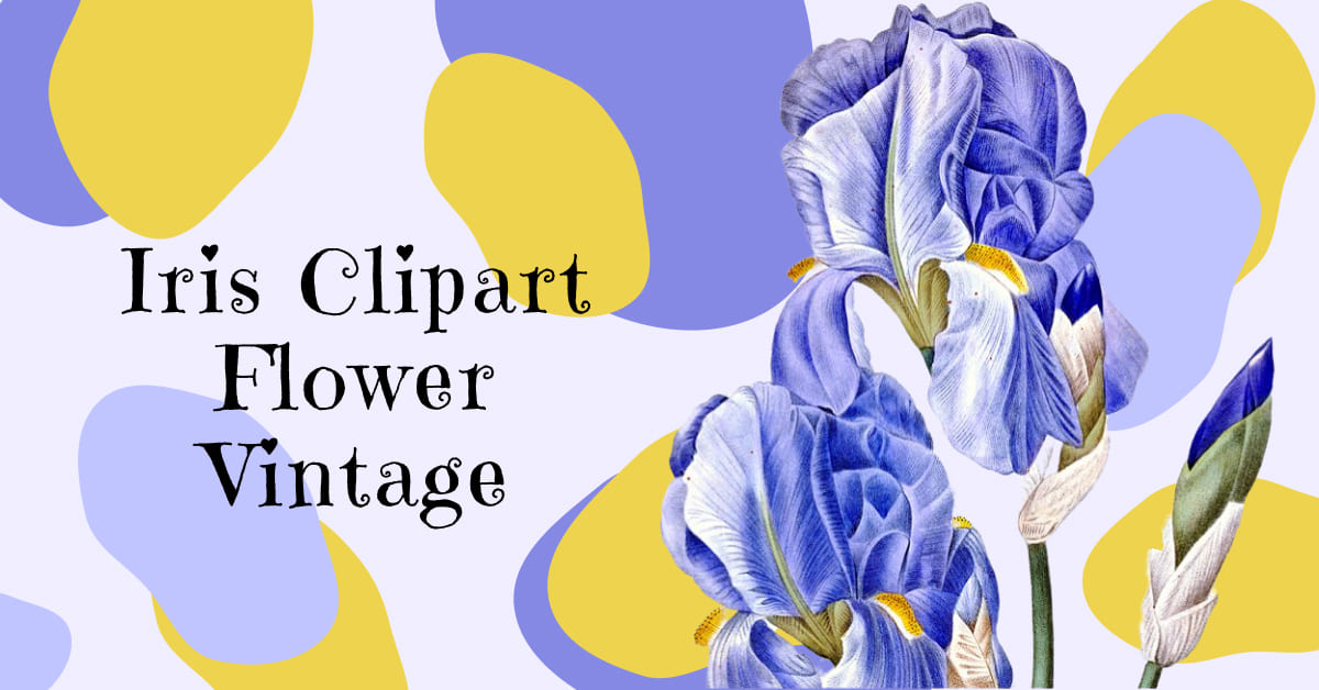 iris clipart flower vintage hand drawned illustrations.