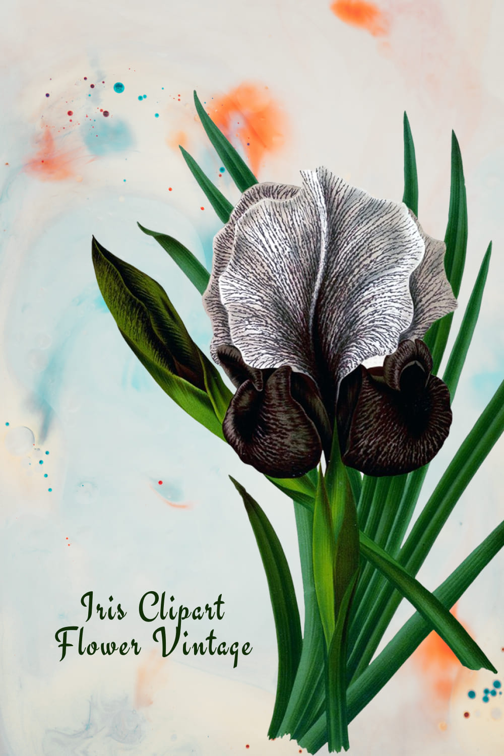 Iris Clipart Flower Mourning Vintage pinterest image.