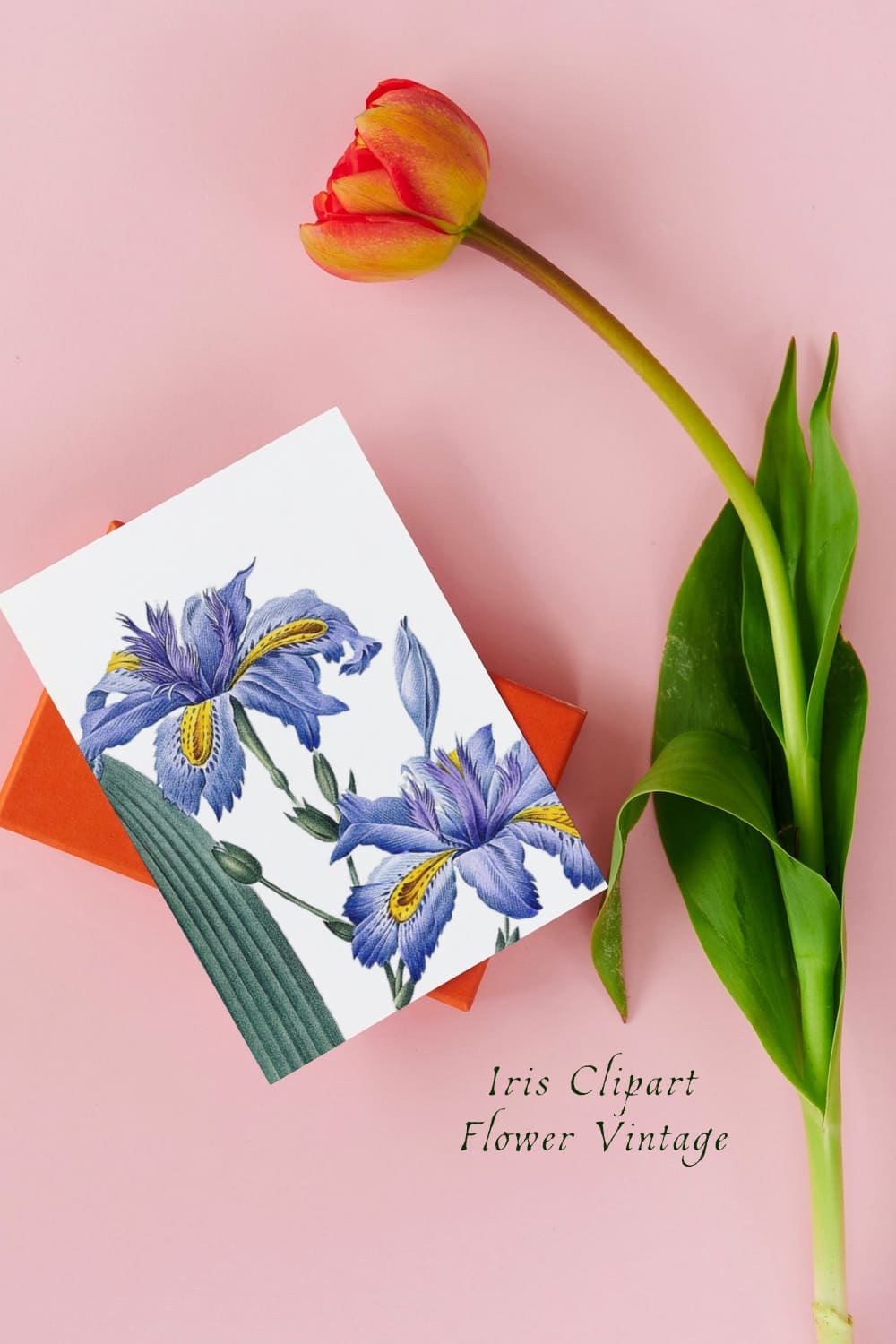 Iris Clipart Flower Vintage Blue Purple pinterest image.