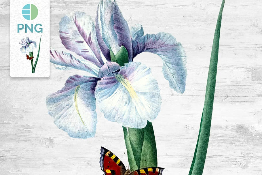 Iris Clipart Flower Vintage Watercolor Design facebook image.