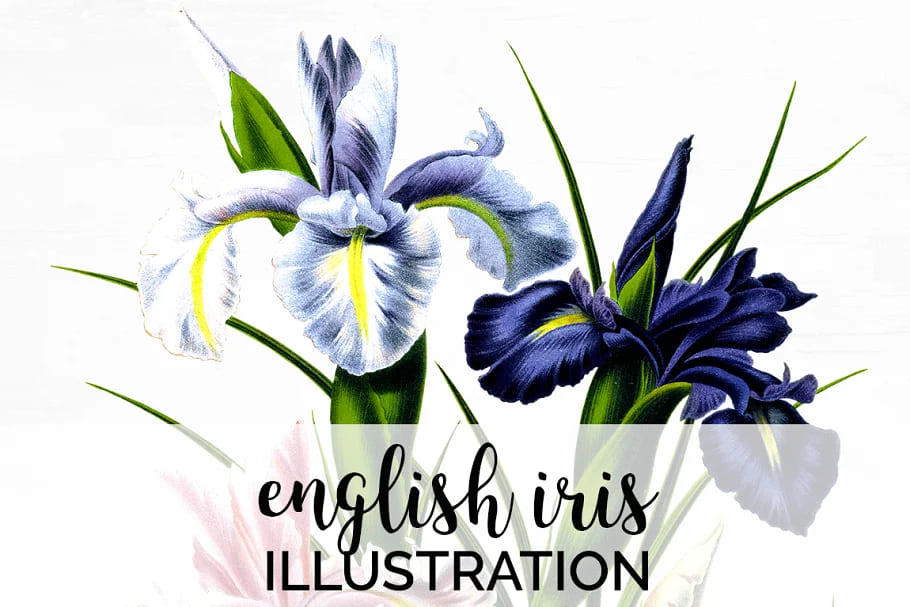 English Iris Clipart Flower Vintage facebook image.
