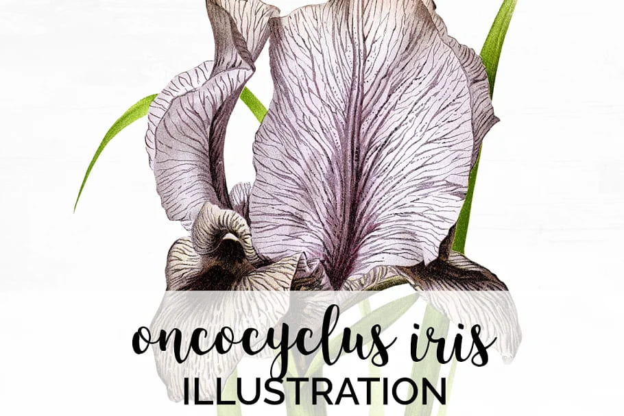 Iris Clipart Flower Oncocyclus Vintage facebook image.