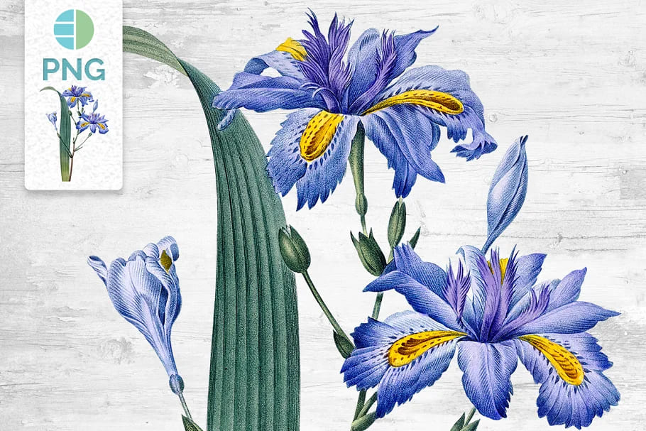 Iris Clipart Flower Vintage Blue Purple facebook image.
