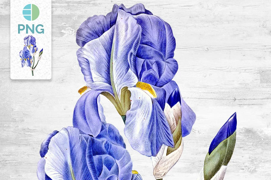 Iris Clipart Flower Vintage facebook image.