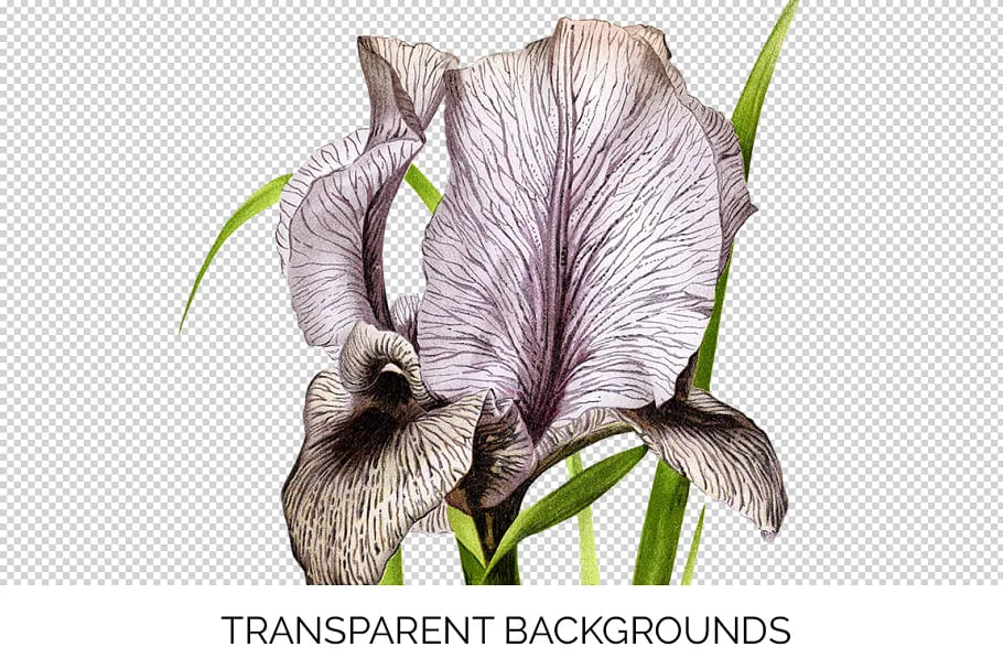 iris clipart flower vintage graphics.