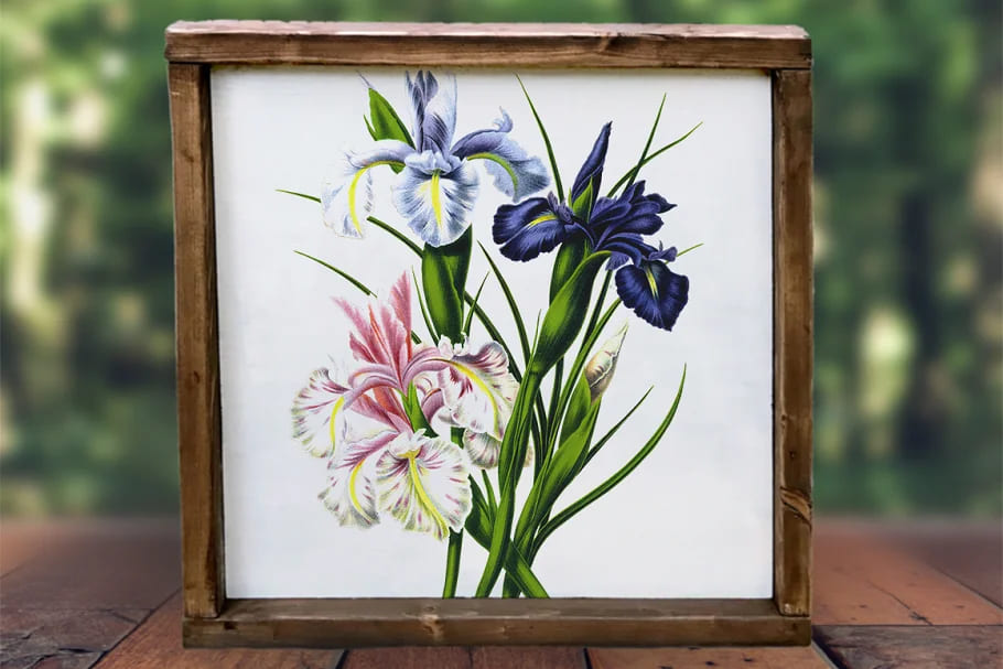 iris clipart flower vintage, delicate graphics.