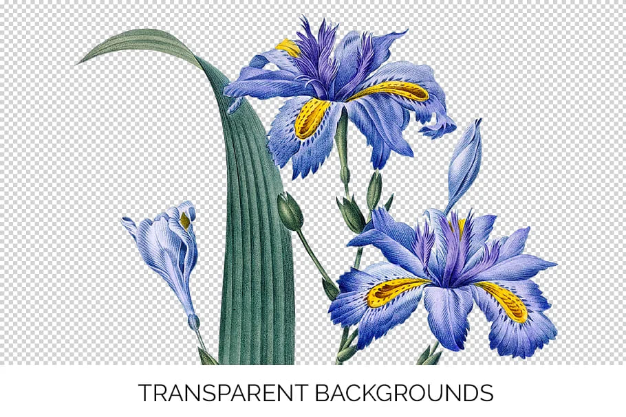 iris design flower vintage.