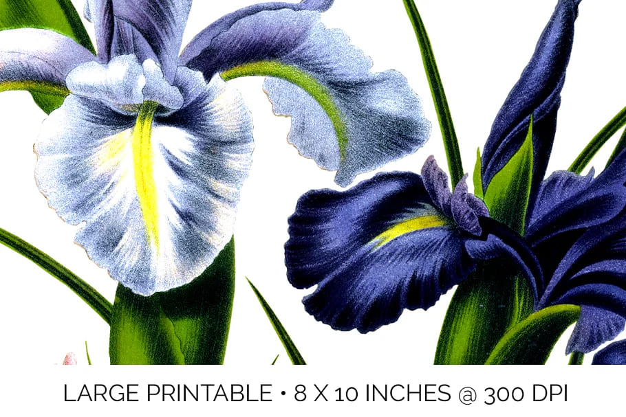 iris clipart flower vintage large printable.