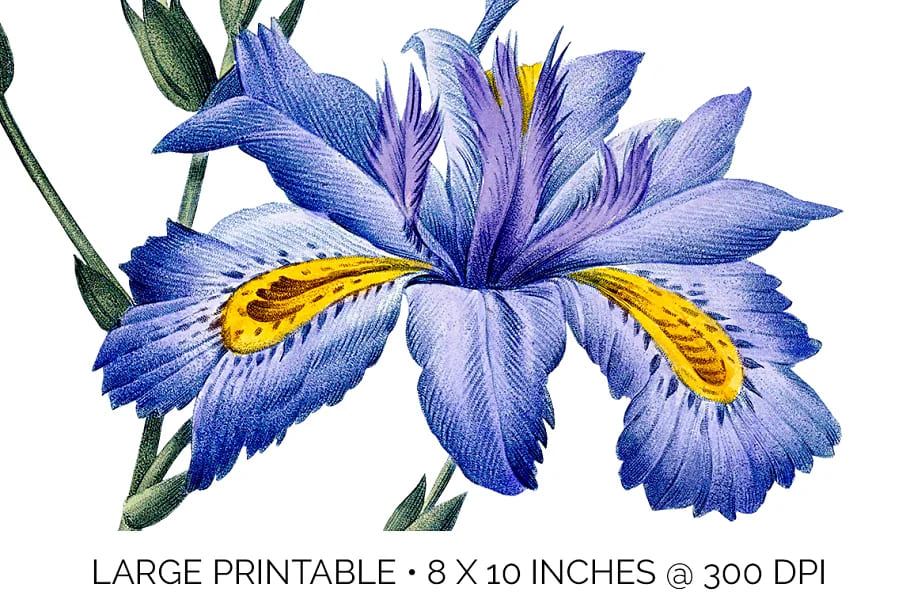 iris clipart flower vintage blue purple.