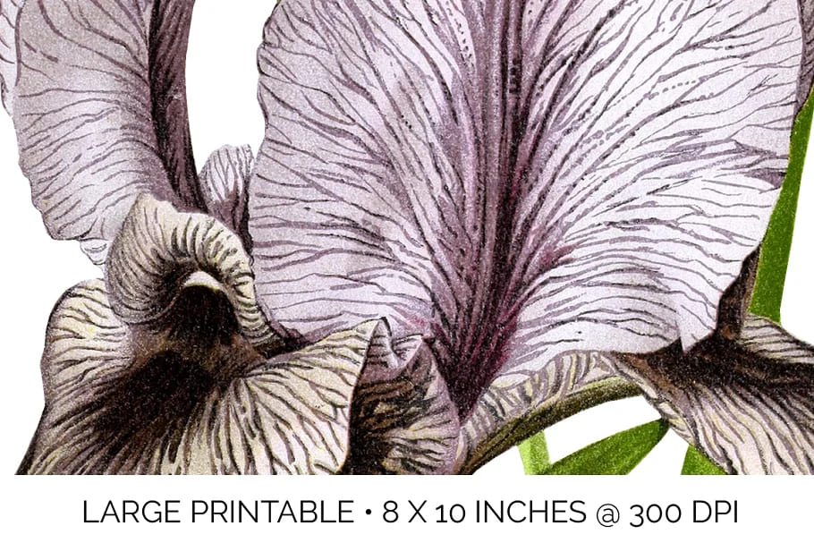 iris clipart flower vintage large printable.