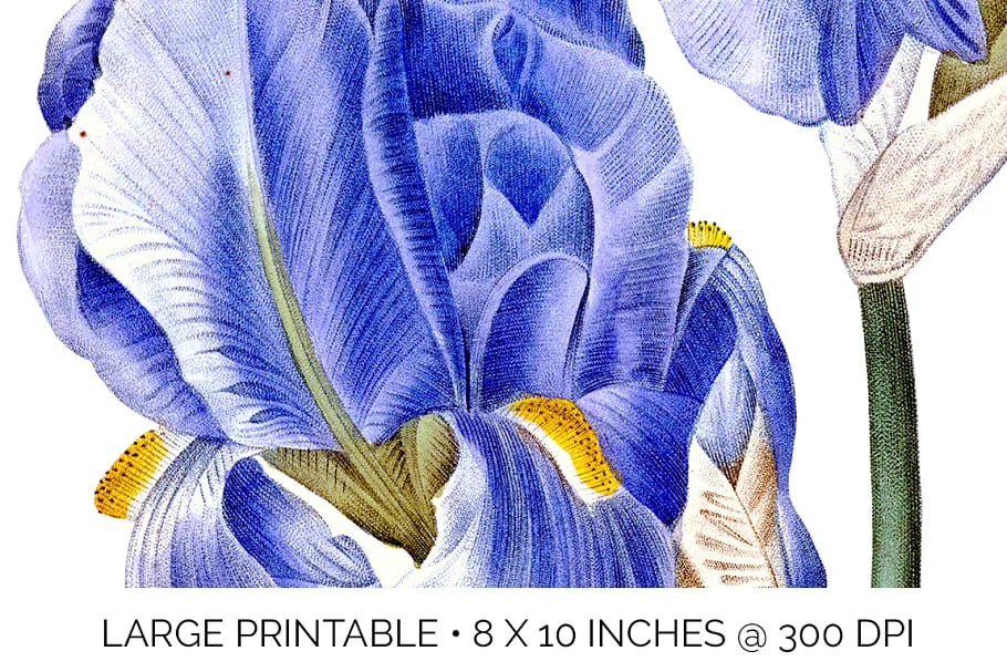 iris hand drawned clipart flower vintage.