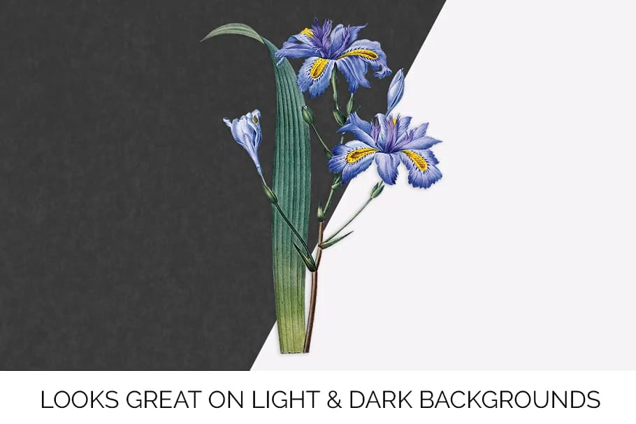 iris clipart flower vintage on light and dark background.