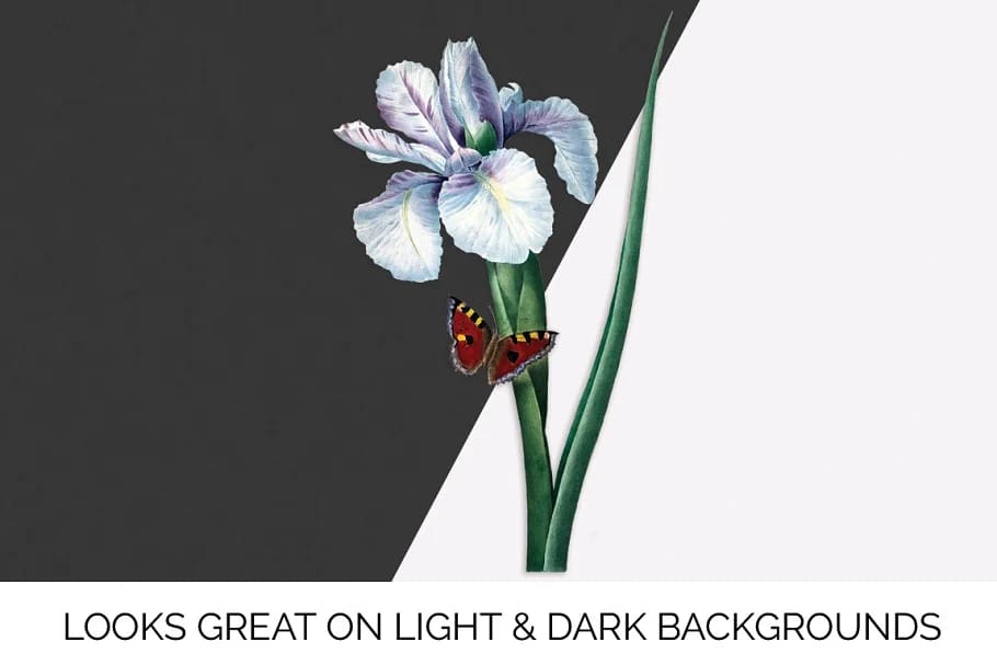 iris clipart flower vintage on light and dark background.