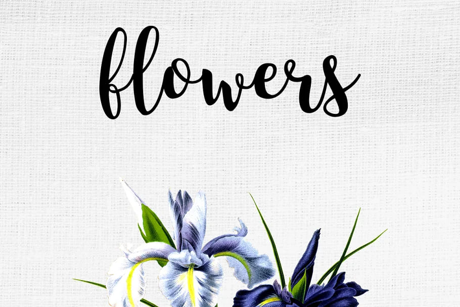 iris clipart flower vintage, botanic art.