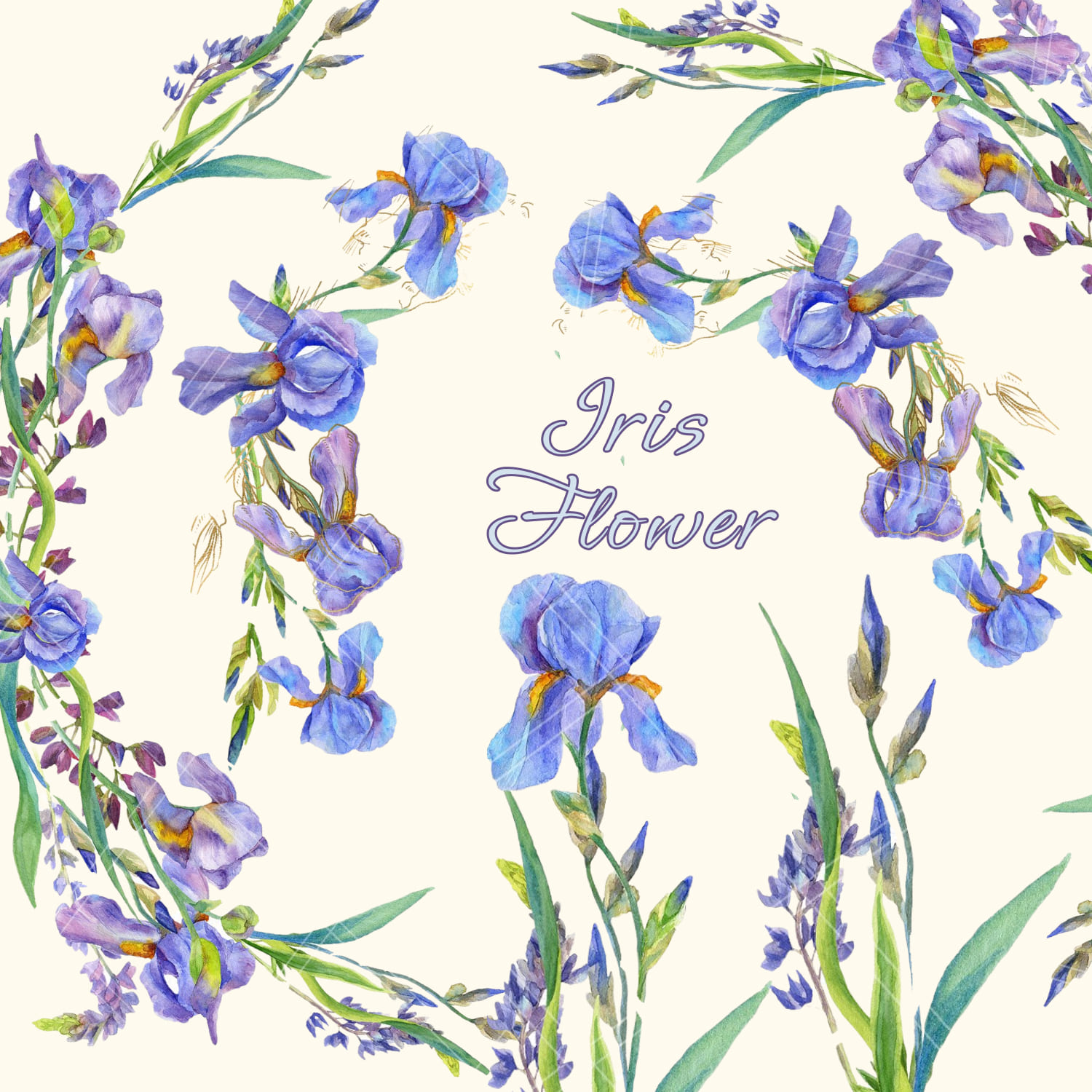 Iris Flower Watercolor Pack cover image.