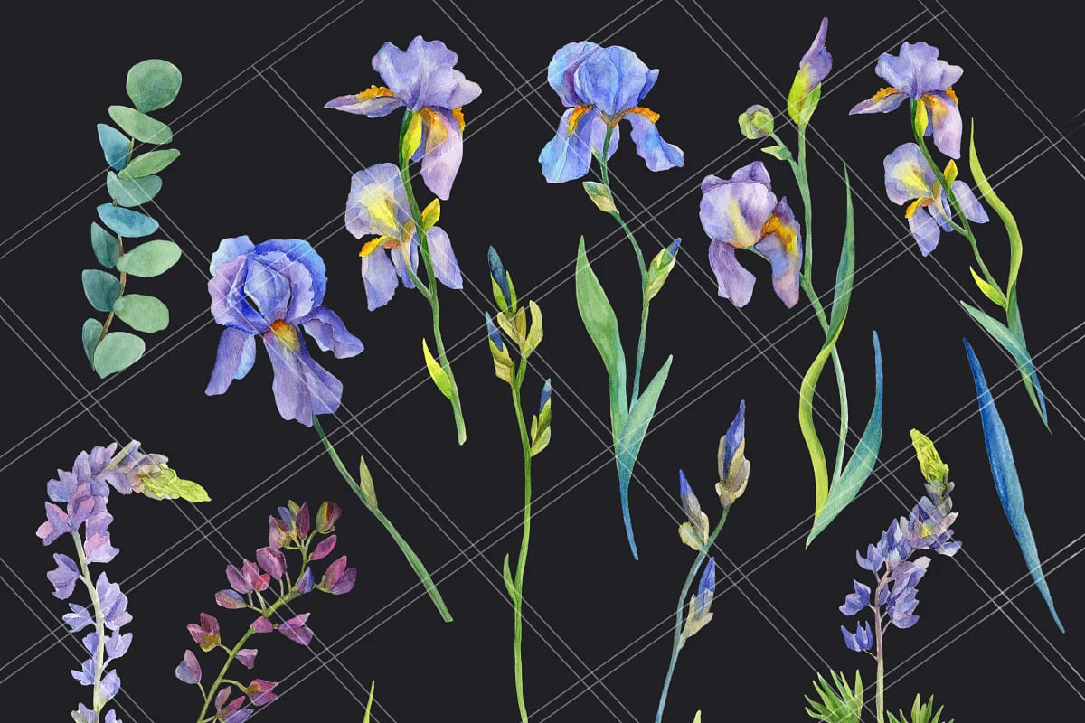iris flower graphics.