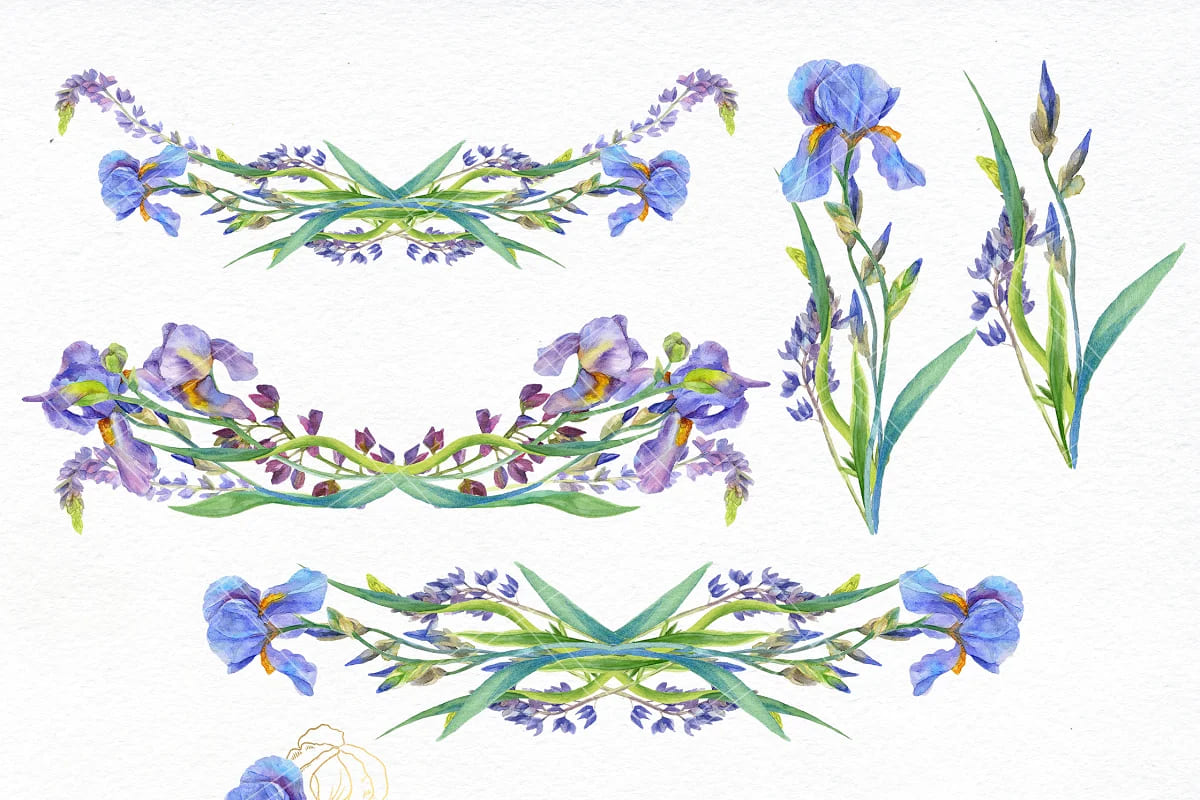 iris flower cliparts.