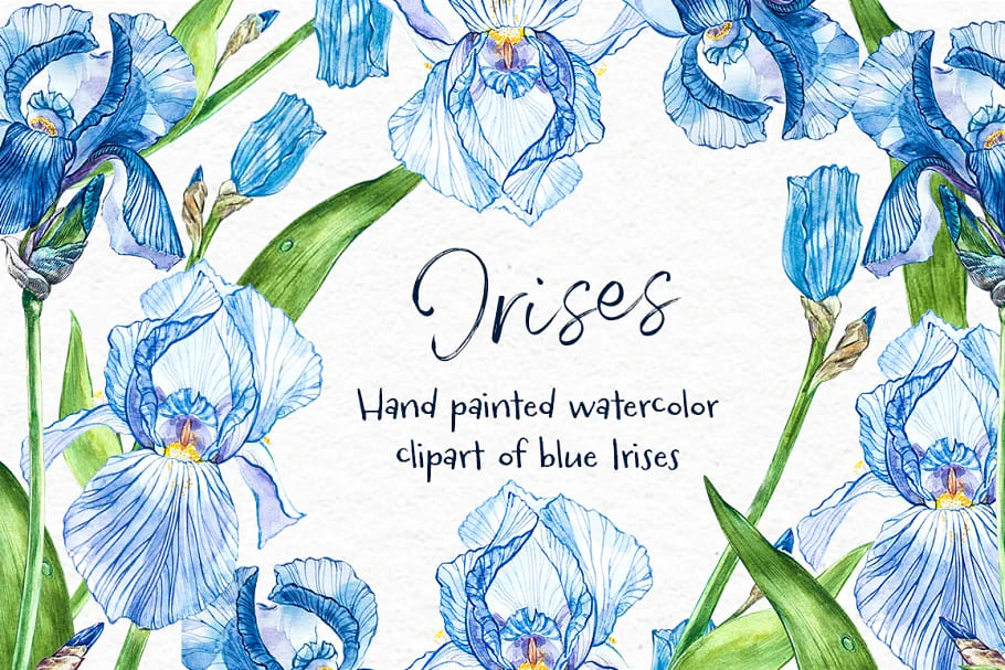 Iris Watercolor Illustration facebook image.