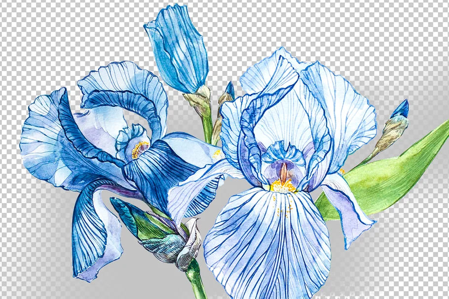 iris watercolor illustration graphics.