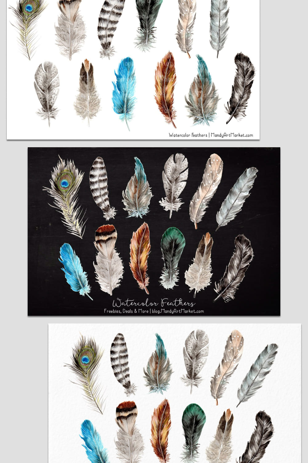 natural watercolor feathers illustrations.