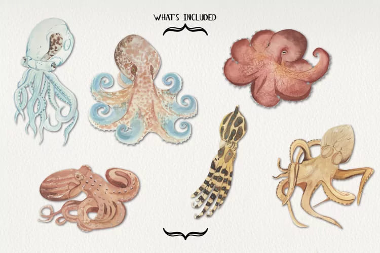 octopus watercolors elements set.