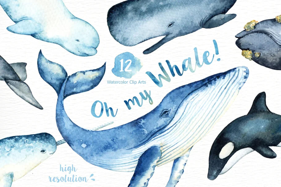 oh my whale collection.