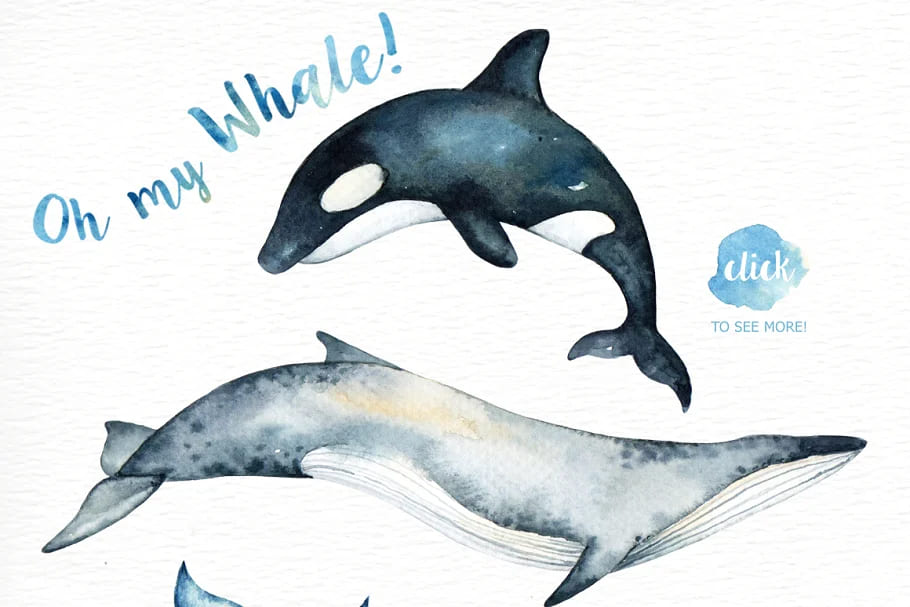 oh my whale graphics.