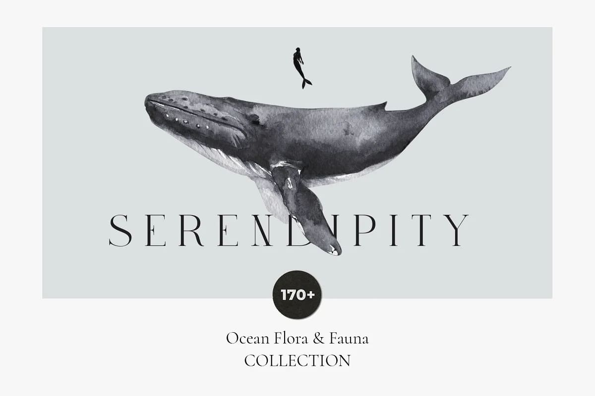 serendipity ocean life collection.