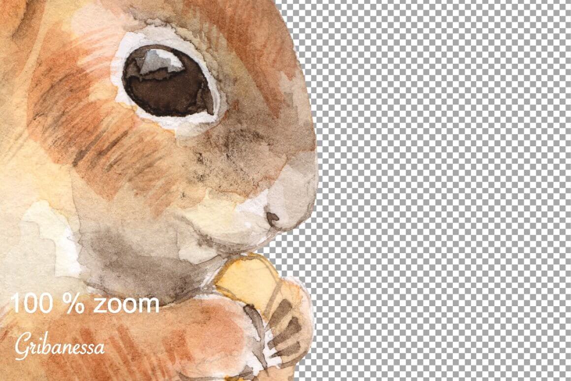 Watercolor drawing of a muzzle of a squirrel on a transparent background.