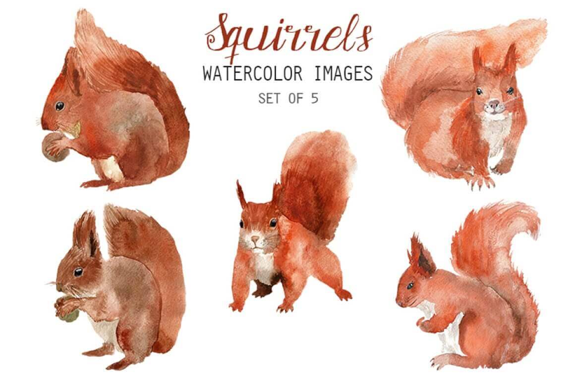Squirrels with a fluffy tail painted in watercolor.