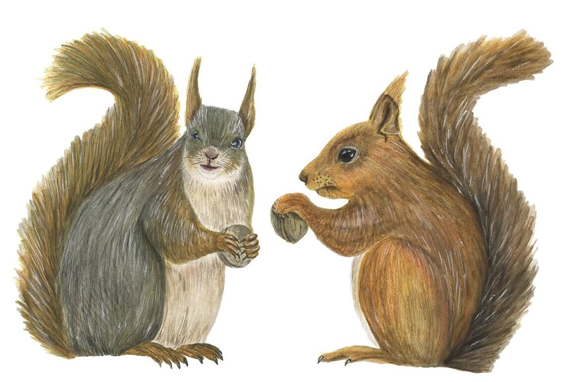  Two good squirrels on a white background.