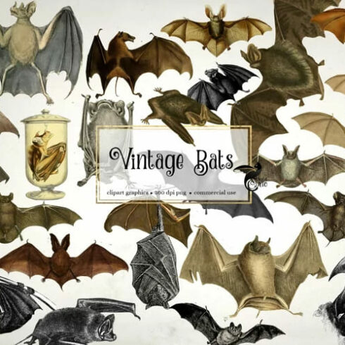 Vintage Bats Clipart facebook image.