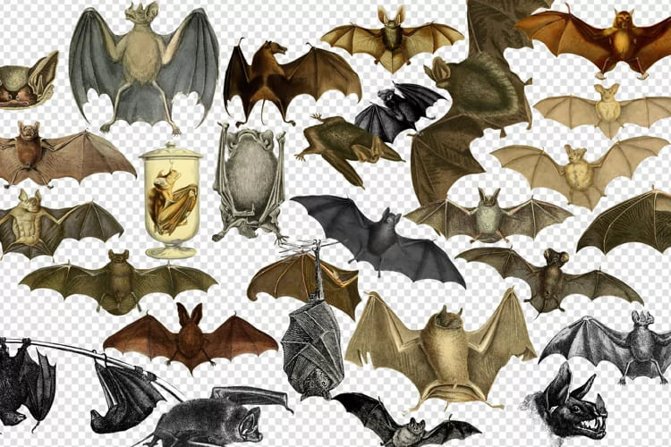 vintage bats clipart collection.