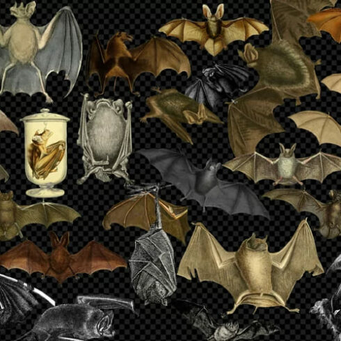 vintage bats clipart pack.