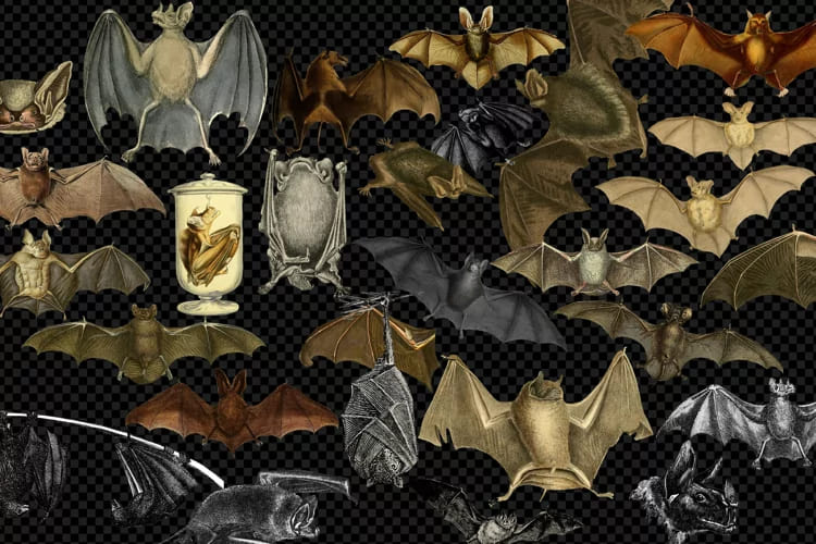 vintage bats clipart pack.