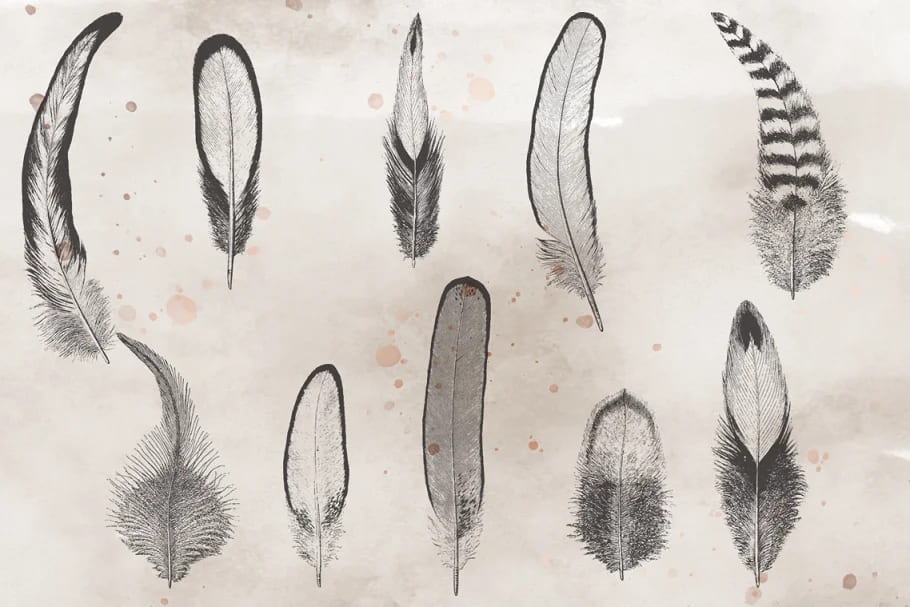 vintage vectorized feathers design.