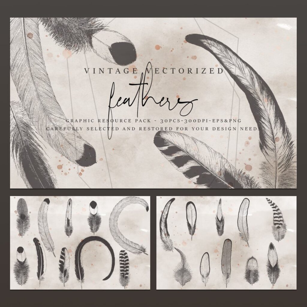 Vintage Vectorized - Feathers Clipart – MasterBundles