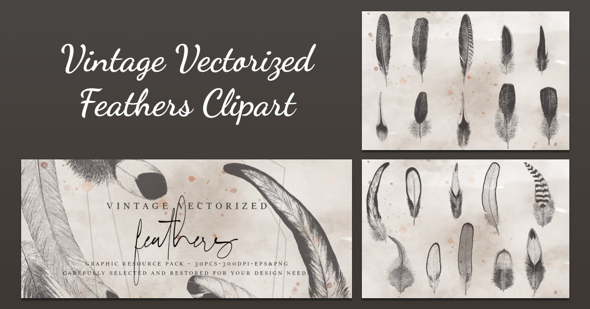 vintage vectorized feathers clipart.